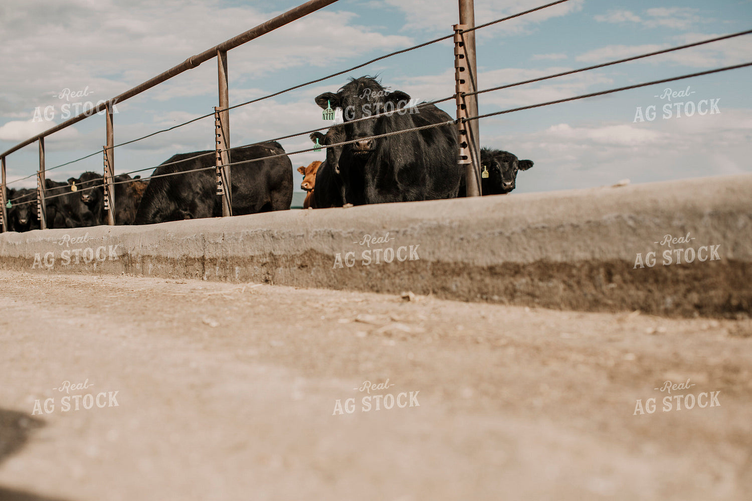 Feedyard 3006