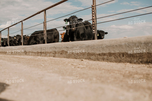 Feedyard 3006