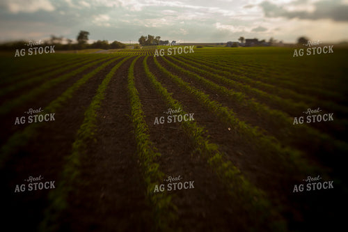 Corn - Mid-Season 1220