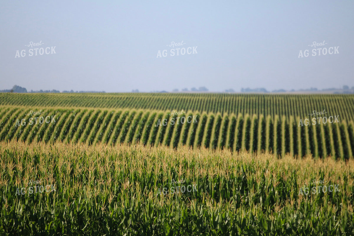 Mid-Season Corn Field 82488
