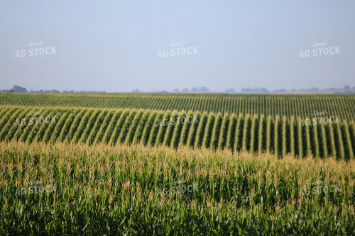 Mid-Season Corn Field 82488