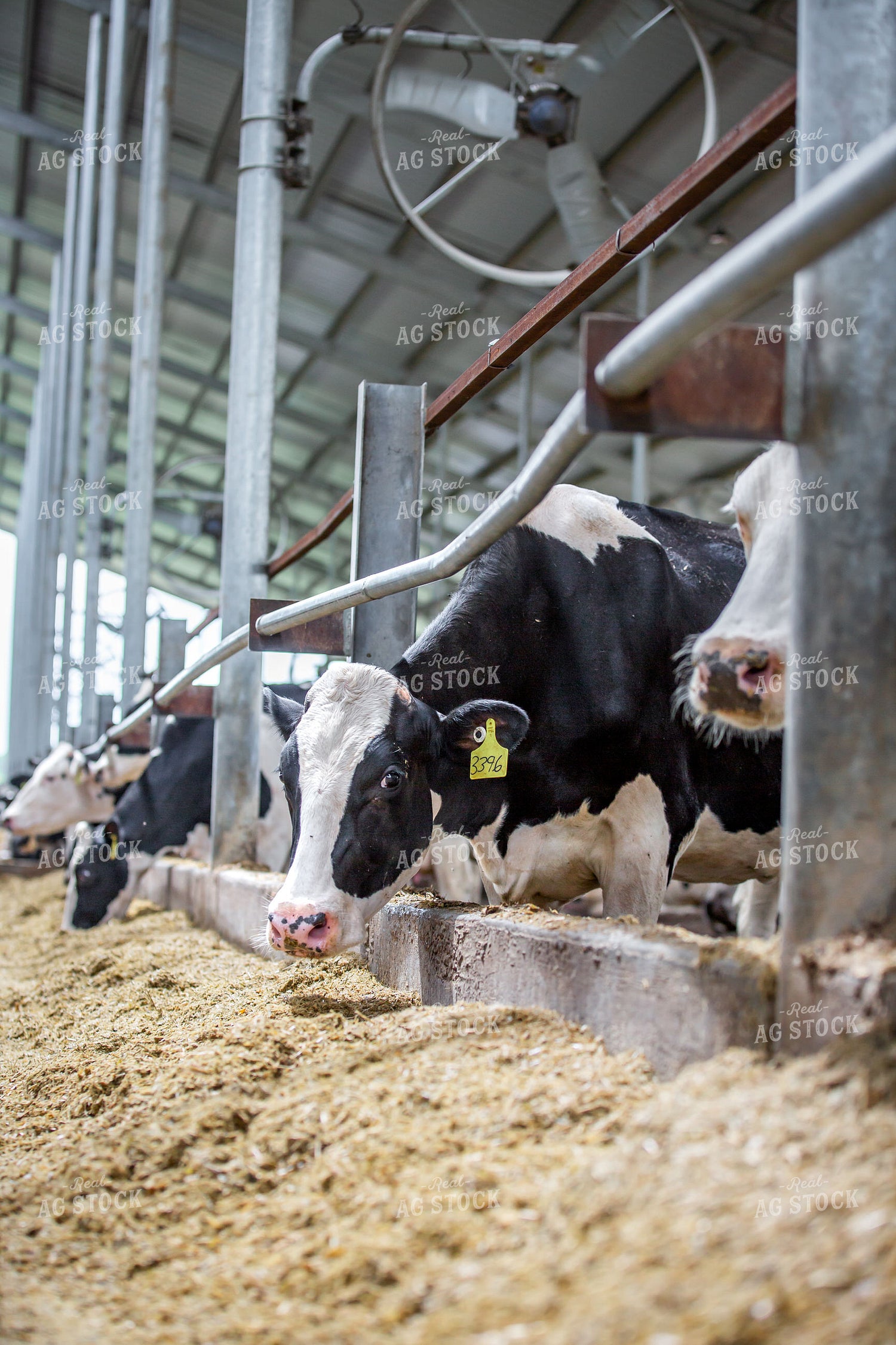 Holstein Cattle Eating in Freestall Barn 270226