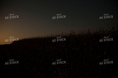 Corn - Dry 1340