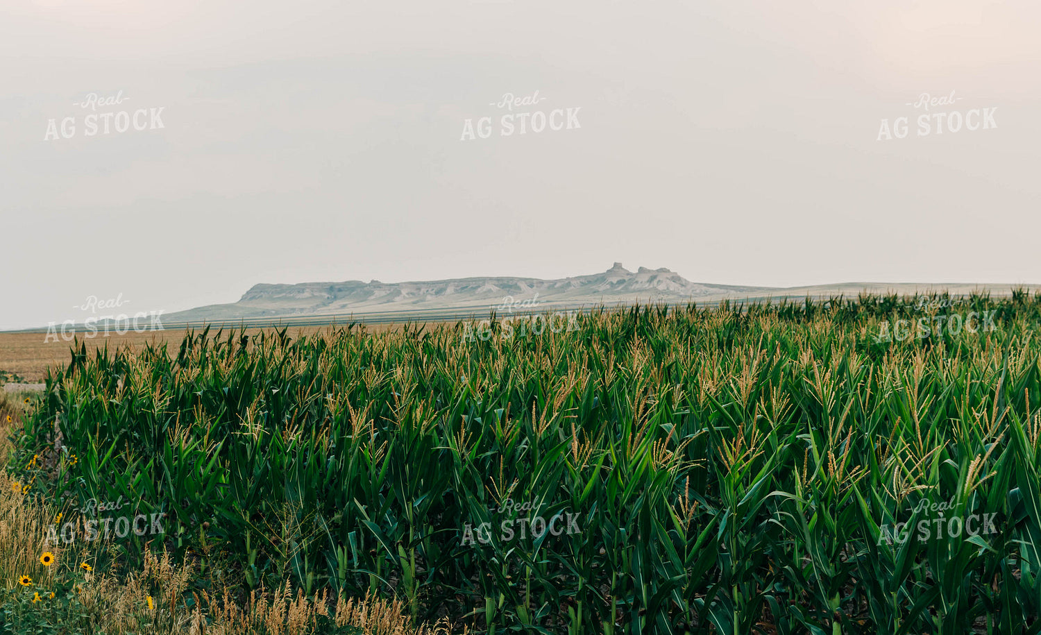 Field of Corn 61027