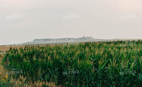 Field of Corn 61027