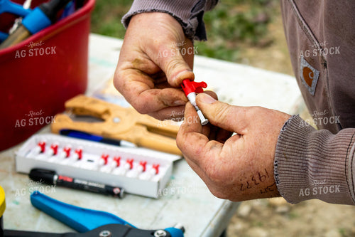 Working Cattle 214262