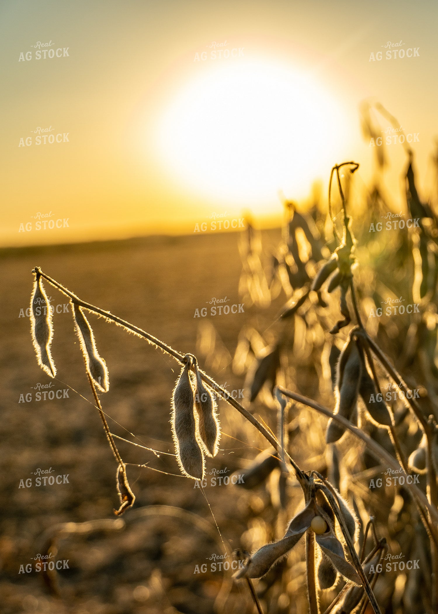 Ready to be Harvested Soybeans 65034