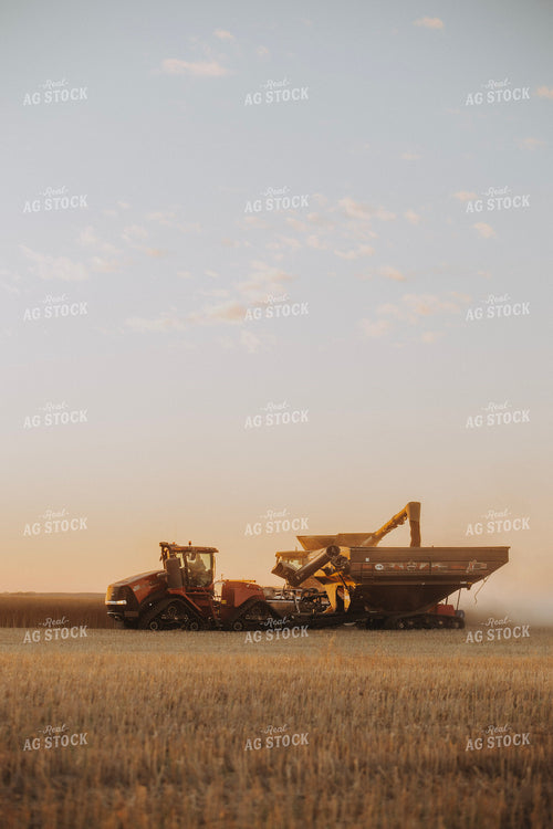 Canola Harvest 187440