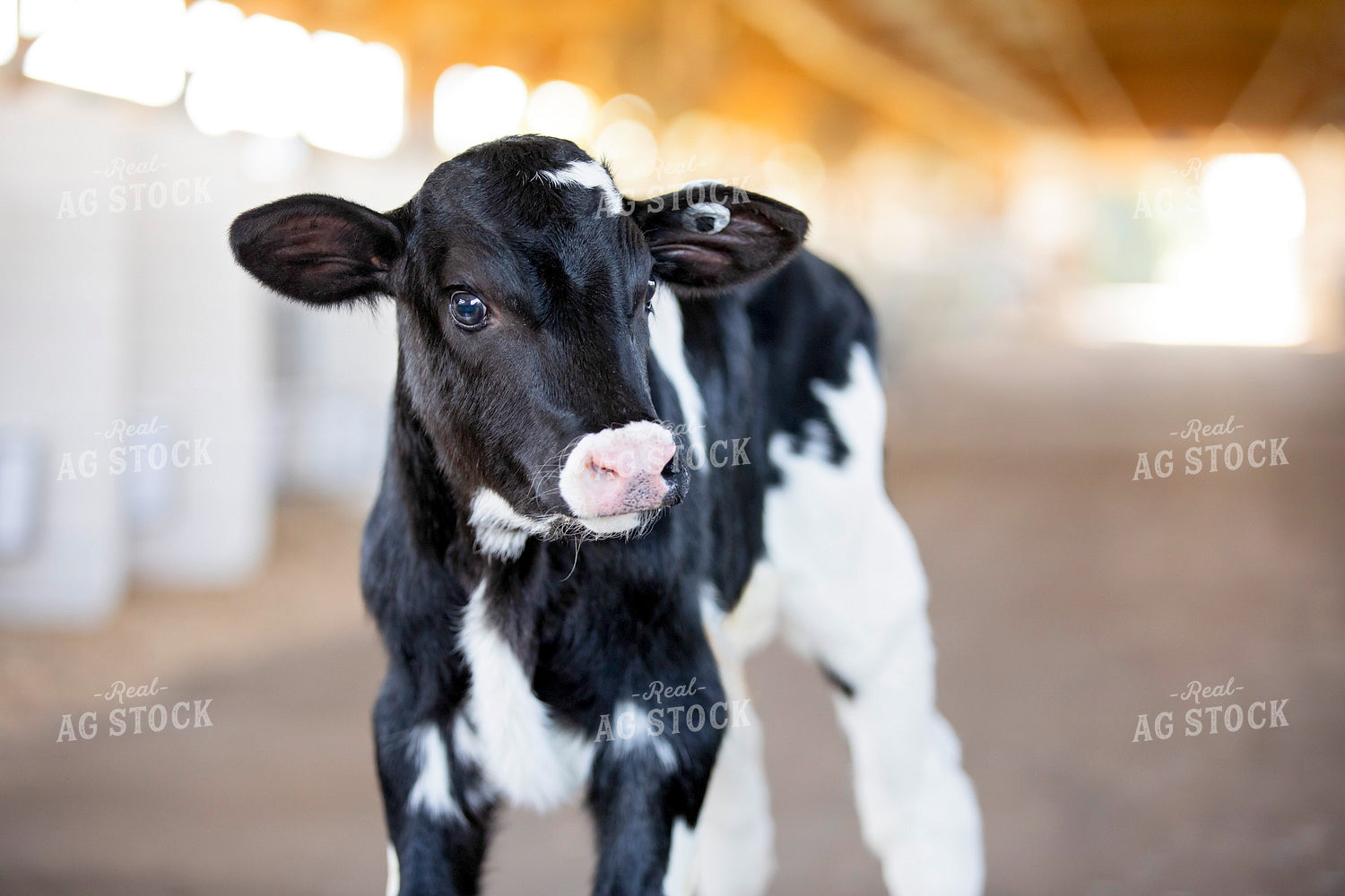 Holstein Calf 55352
