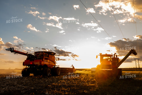 Corn Harvest 185113