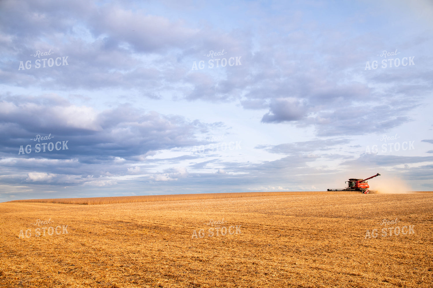 Combine Harvesting Soybeans 25672