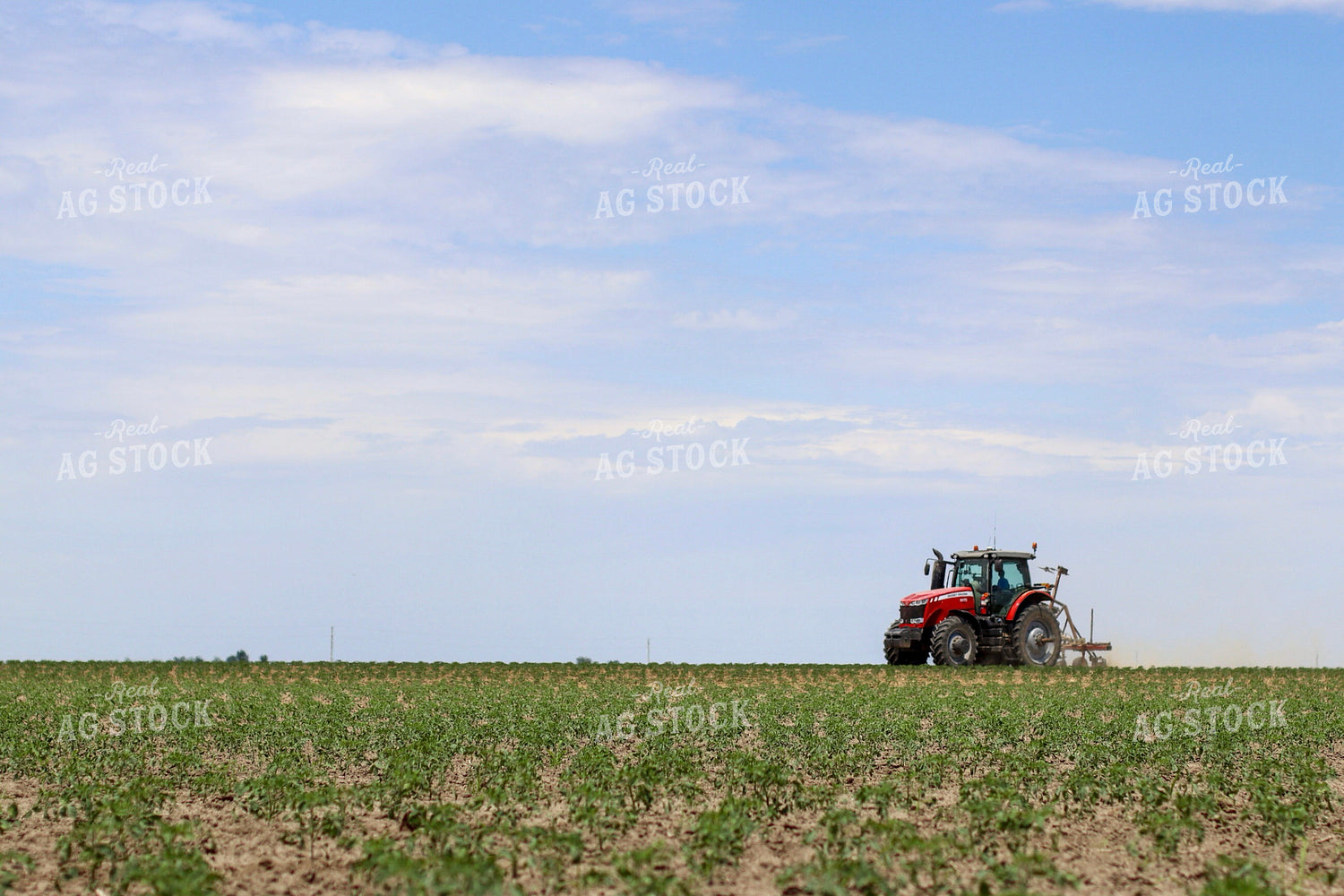 Tomato Field 109003