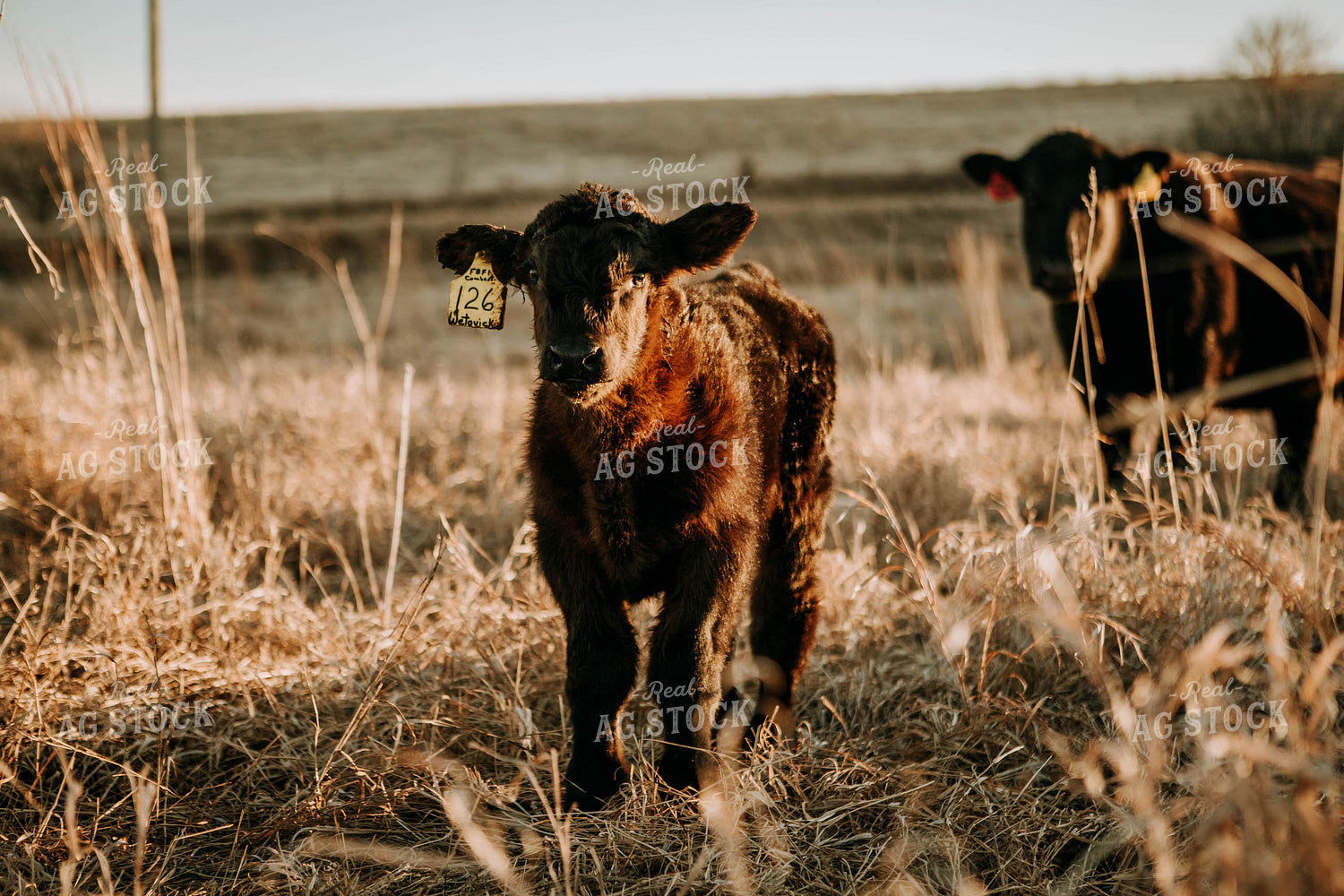 Calf in Pasture 77221