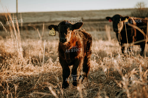 Calf in Pasture 77221