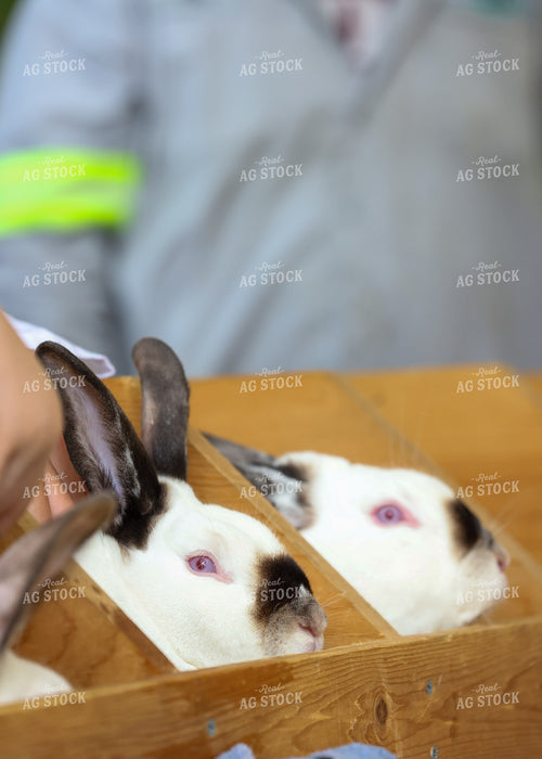 Showing Rabbits 160228
