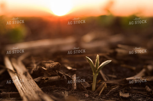 Up Close Soybean Plant 7260