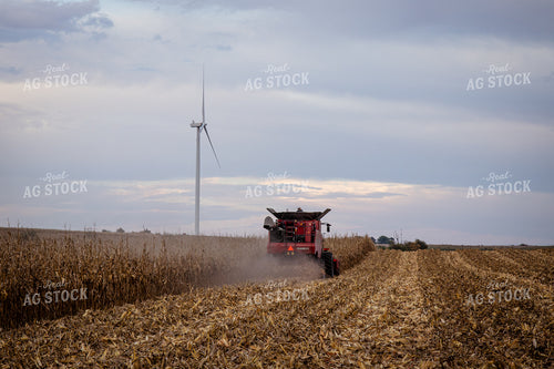 Corn Harvest 268197