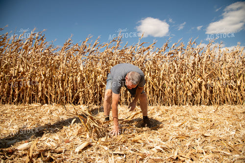 Farmer Checking Corn Residue for Dropped Grain 25884