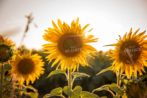 Sunflowers 137038