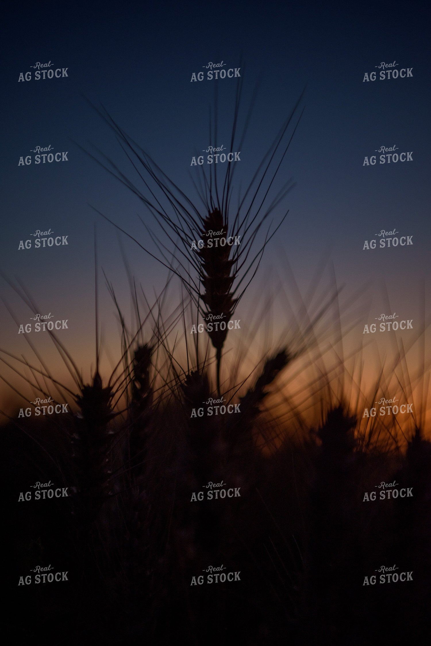 Wheat Silhouette 57026