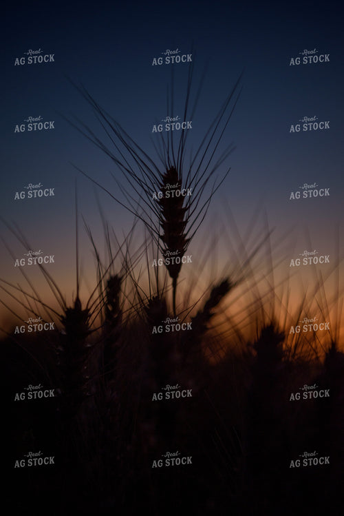 Wheat Silhouette 57026