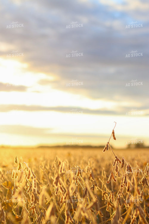Dried Soybeans 109018
