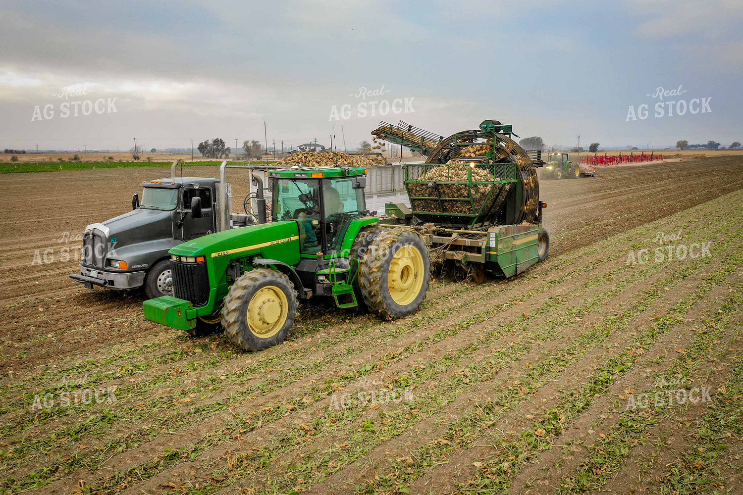 Sugar Beet Harvest 56499