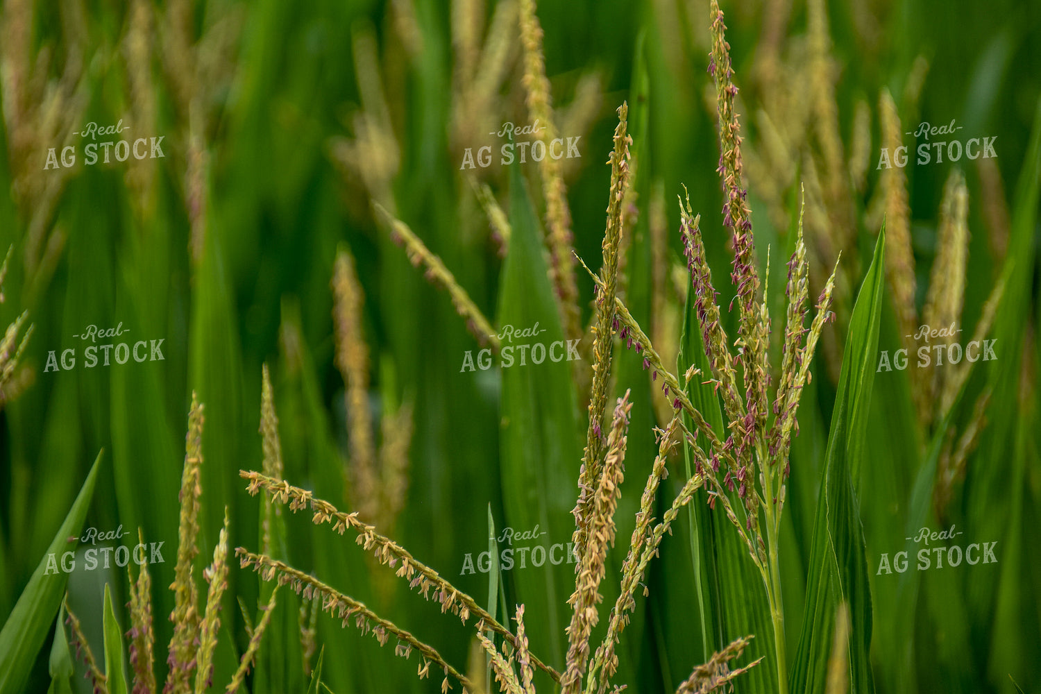 Corn Tassels 84126