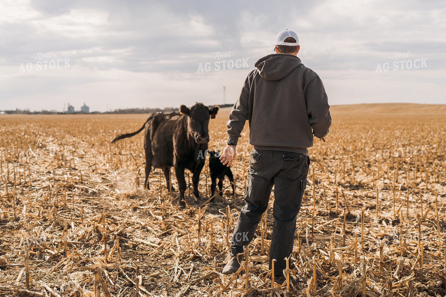 Cattle Producer Tagging Calf 196256