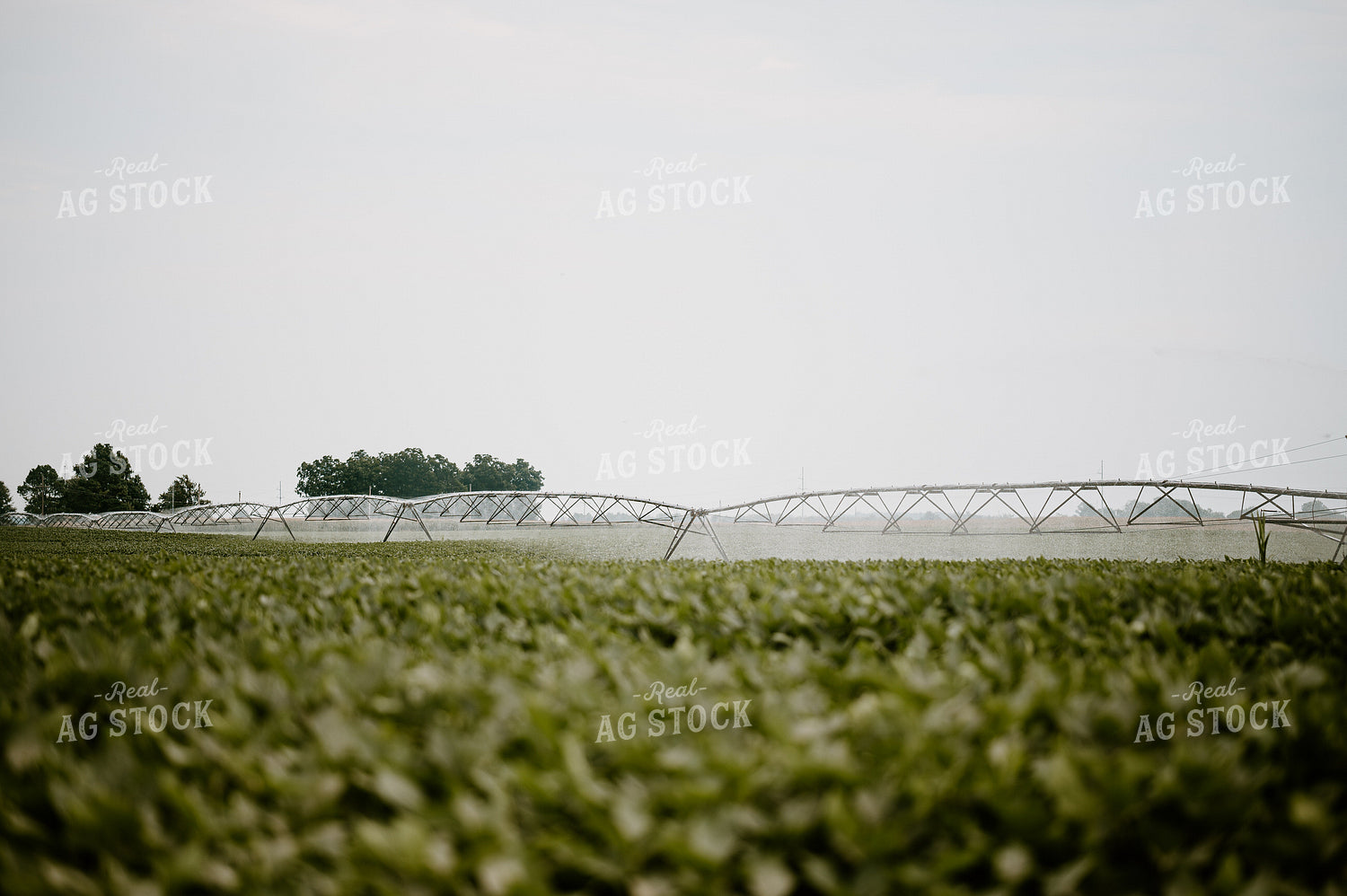 Irrigated Soybean Field 125176