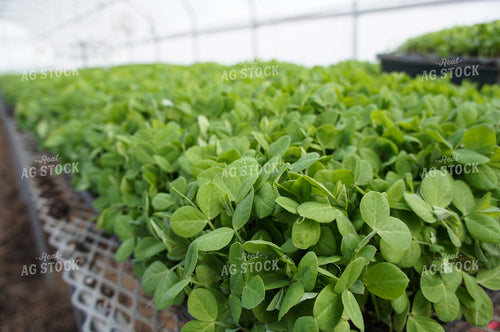 Peas 156034