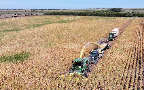 Silage Harvest 141767