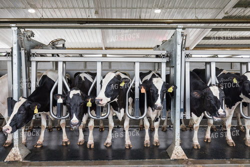 Milking Parlor 270237
