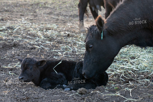 Black Cow Caring for Newborn Calf in a Farm Setting 65334