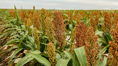 Dough Stage Sorghum 237010