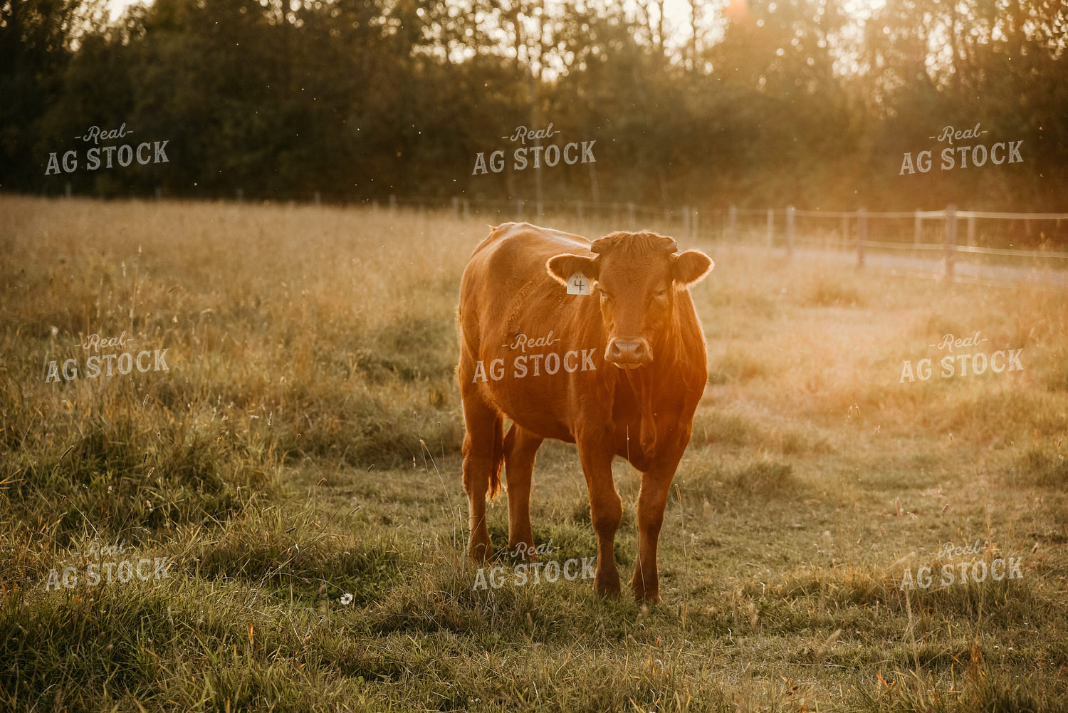 Cattle in Pasture 64153