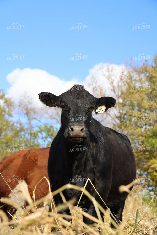 Black Angus Cattle 160033