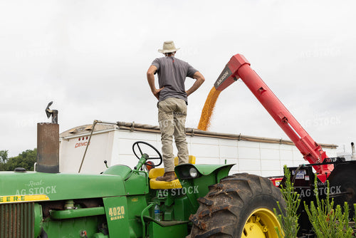 Farmer Dumping Grain 79684