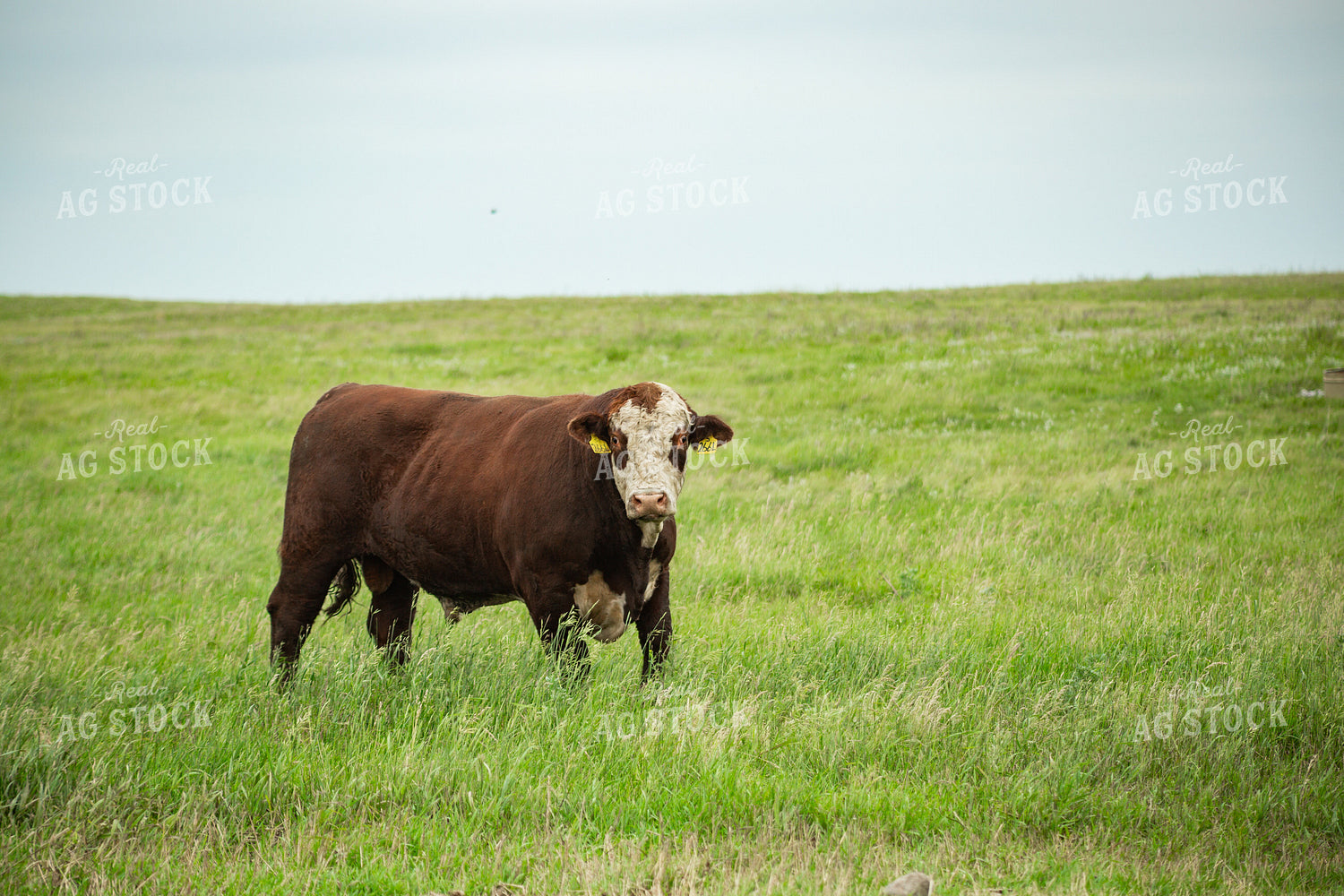 Hereford Bull on Pasture 155612