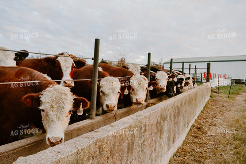 Hereford Cattle Eating Out of Trough 125059