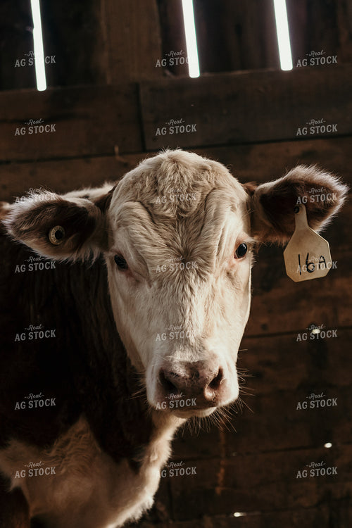 Hereford Cow in Pen 52407