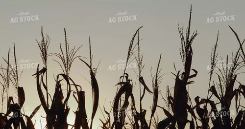 Panorama of Corn Tassels at Sunset 3934