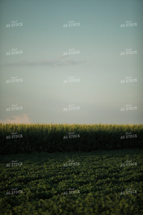 Green Corn and Soybean Field Border 6063