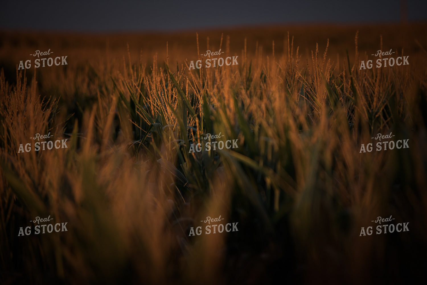 Corn Tassels at Sunset Dark Sky 3206