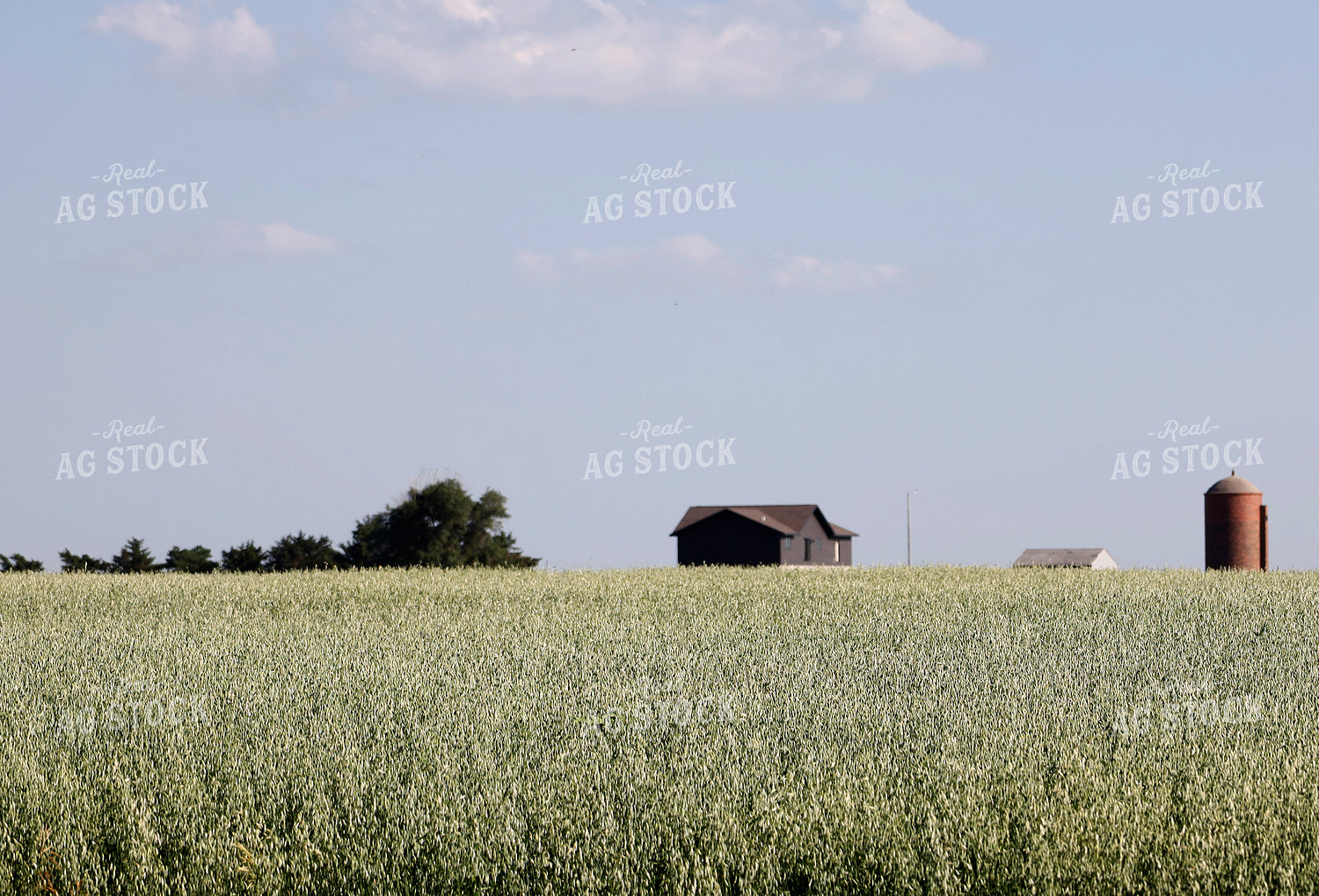 Rural Landscape 141631