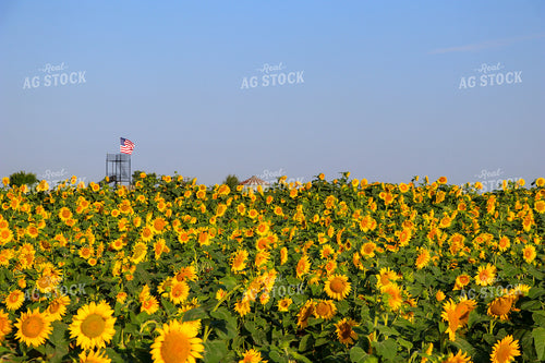 Sunflower Field and American Flag 60049