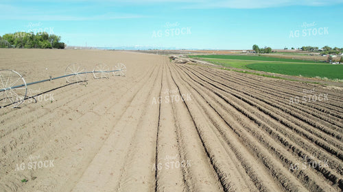 Planted Potato Field 65699