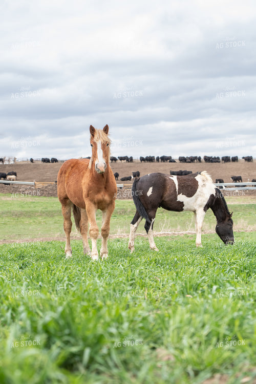 Horses on Feedlot 193039