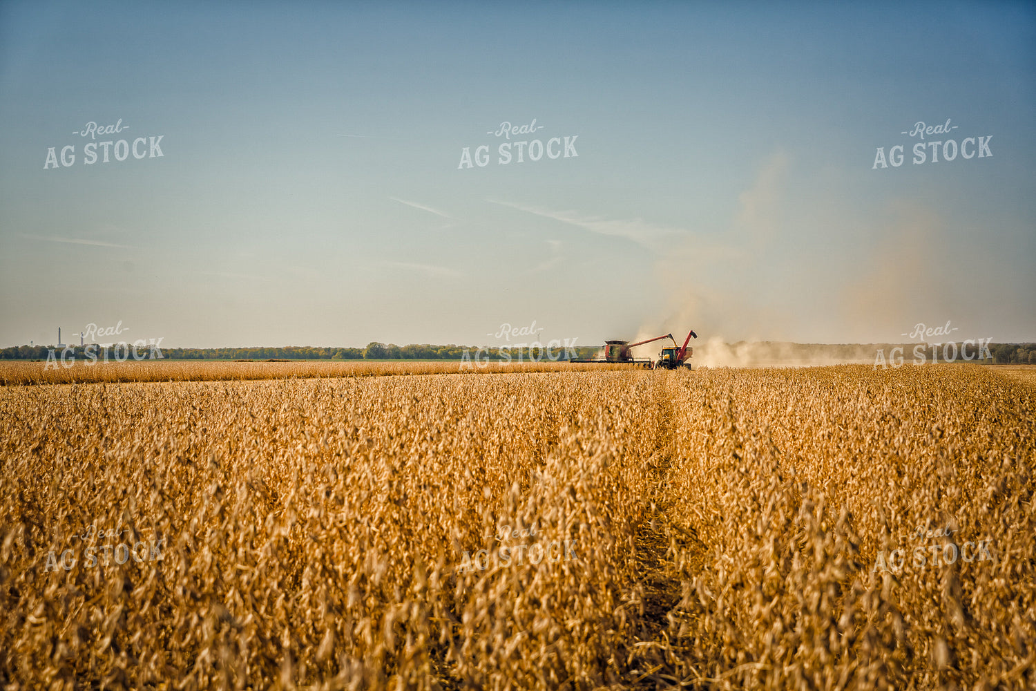 Soybean Harvest 153001