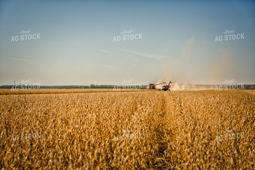 Soybean Harvest 153001